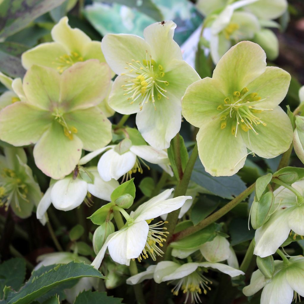 Eléboro oriental White