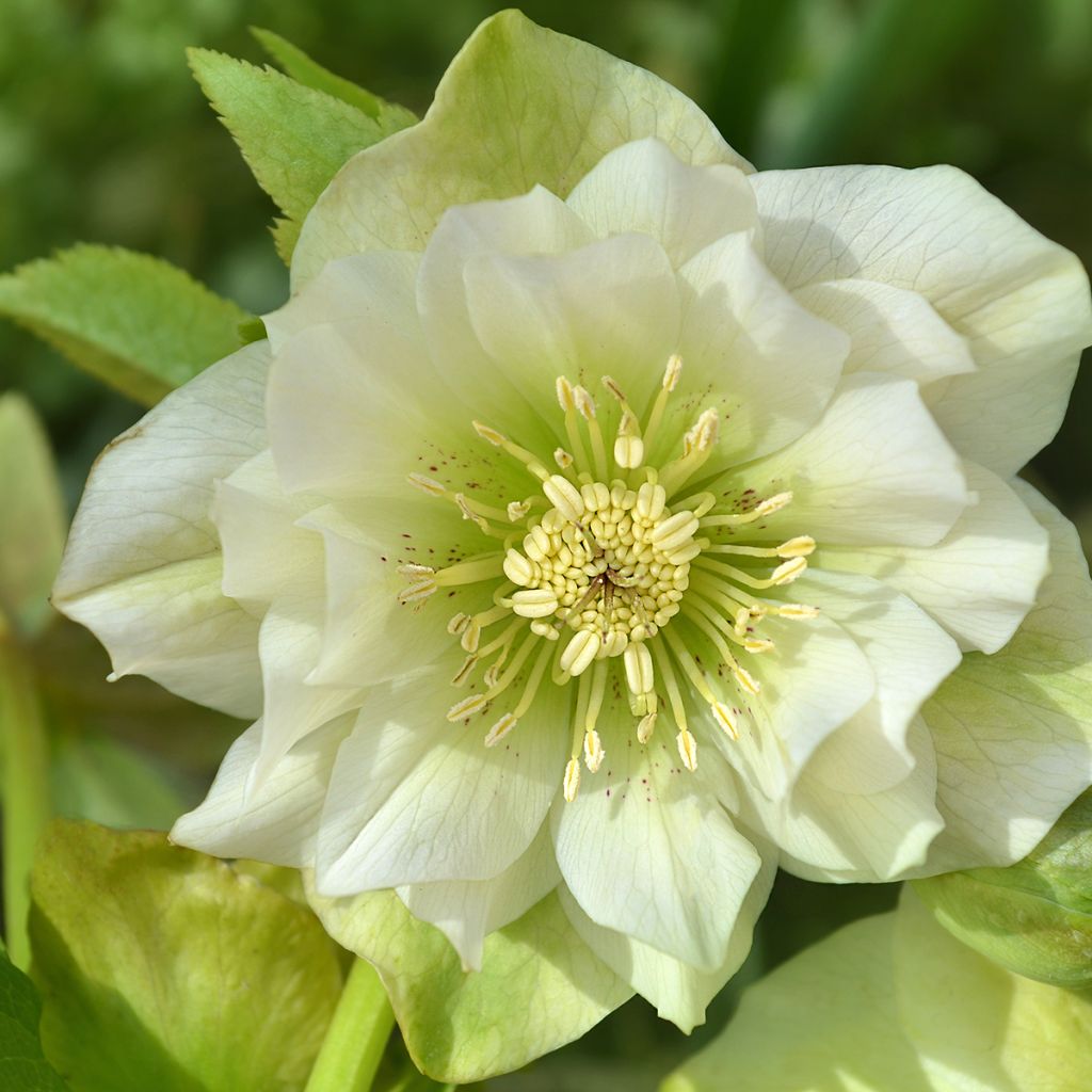 Eléboro oriental Double Blanco