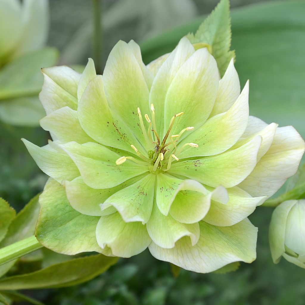 Eléboro oriental Double Blanco