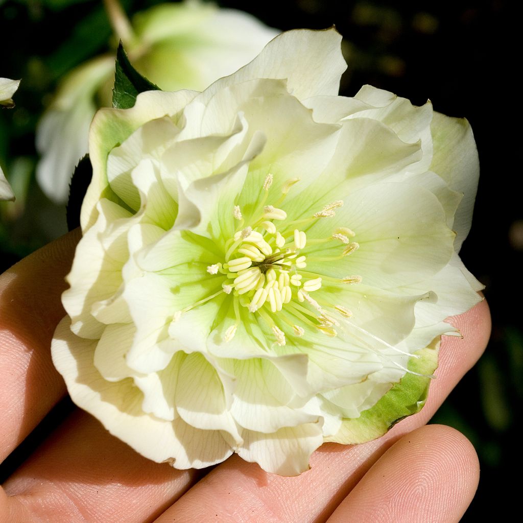 Eléboro oriental Double Blanco