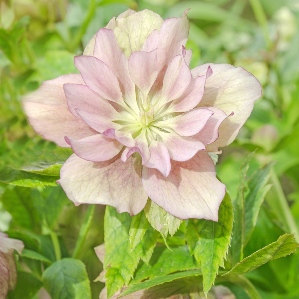 Eléboro oriental Double Rosa