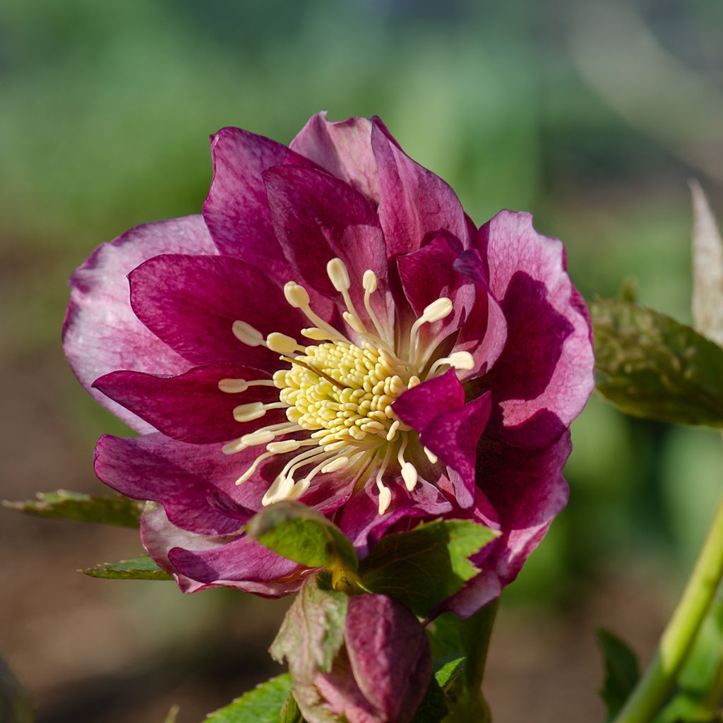 Eléboro oriental Double Rojo