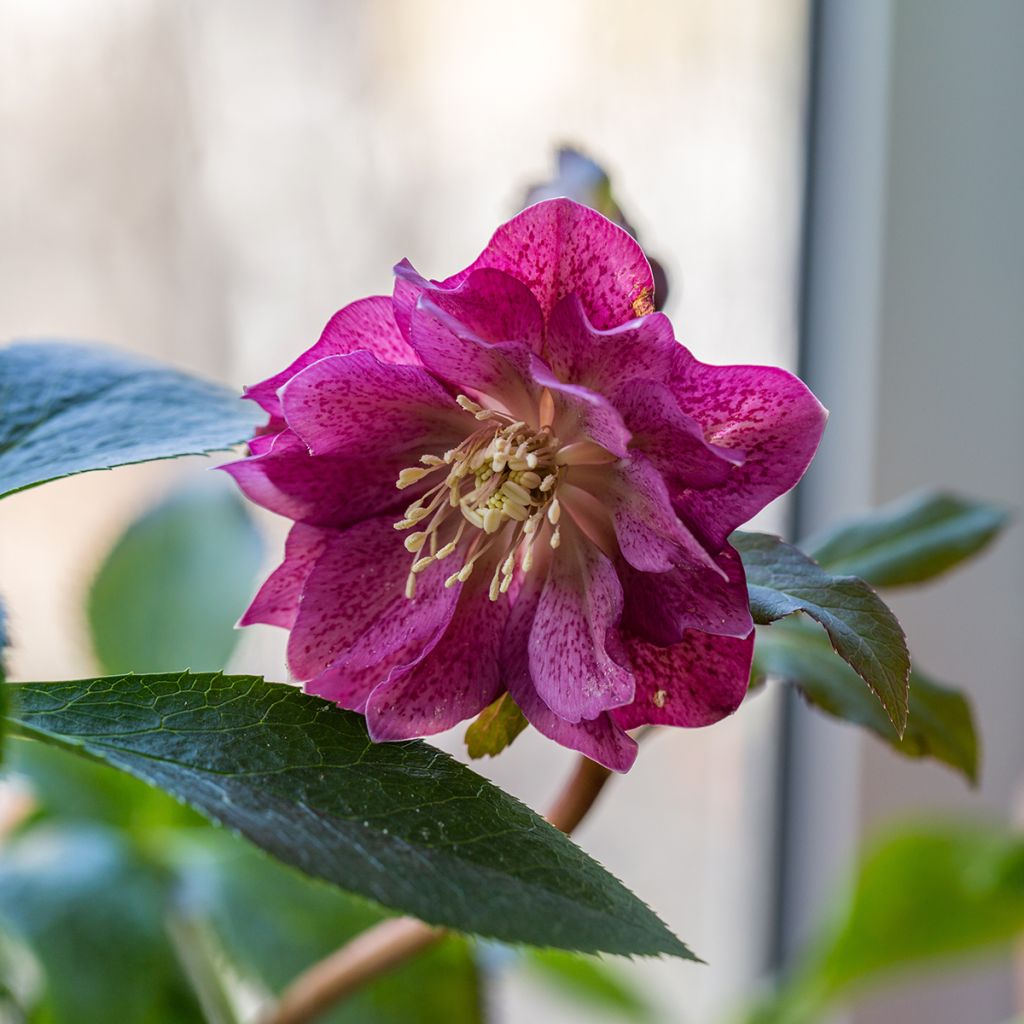 Eléboro oriental Double Rojo