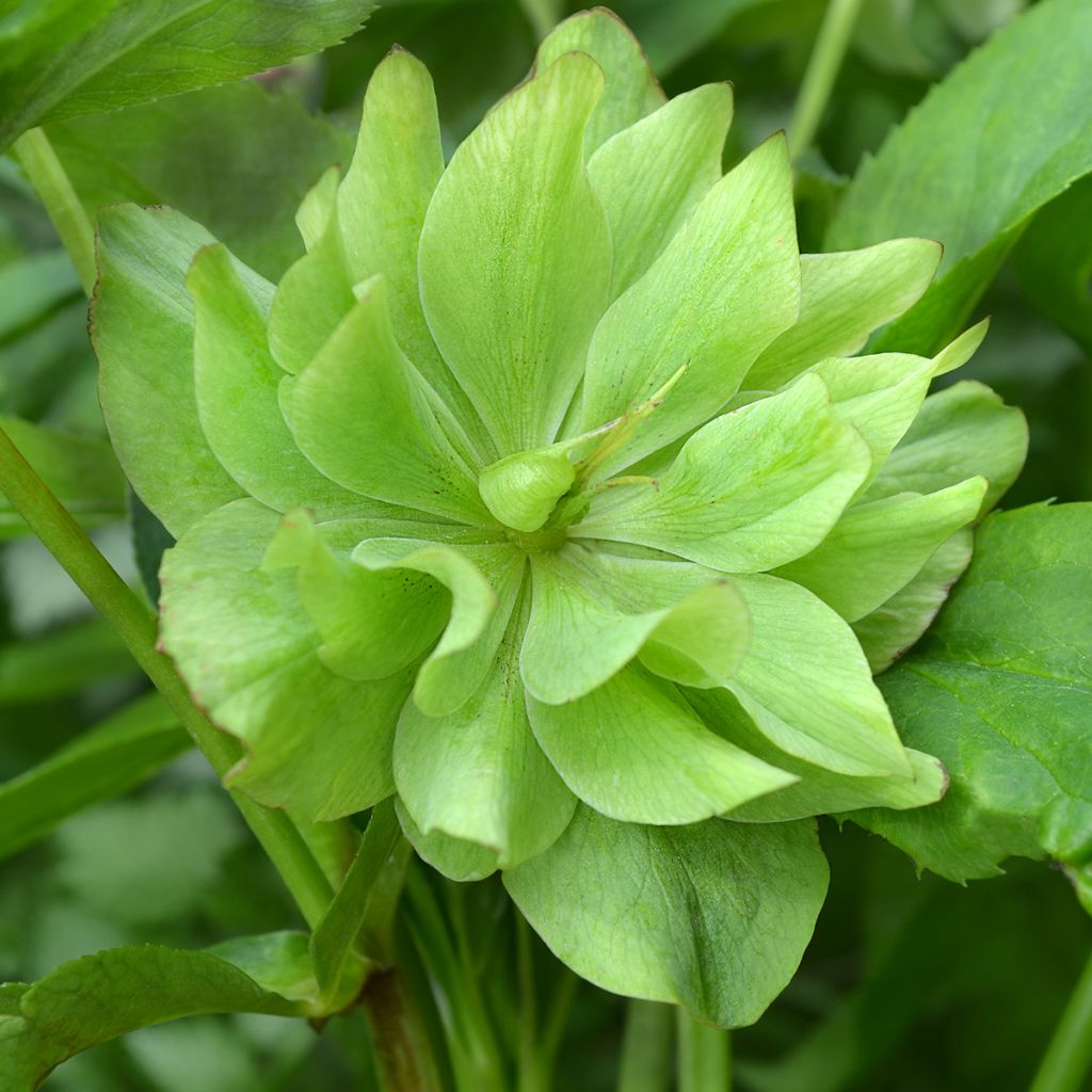 Eléboro oriental Double Green