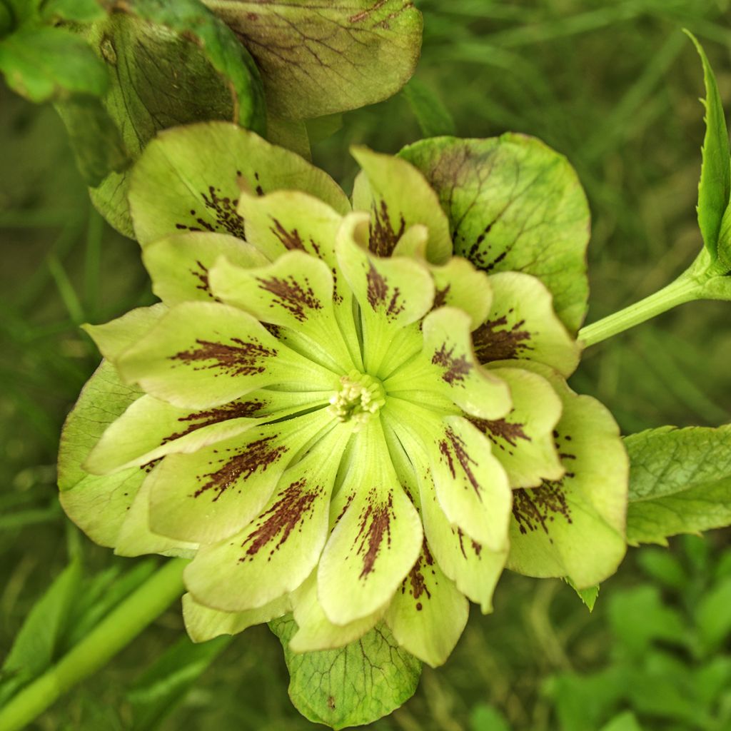 Eléboro oriental Double Green Spotted