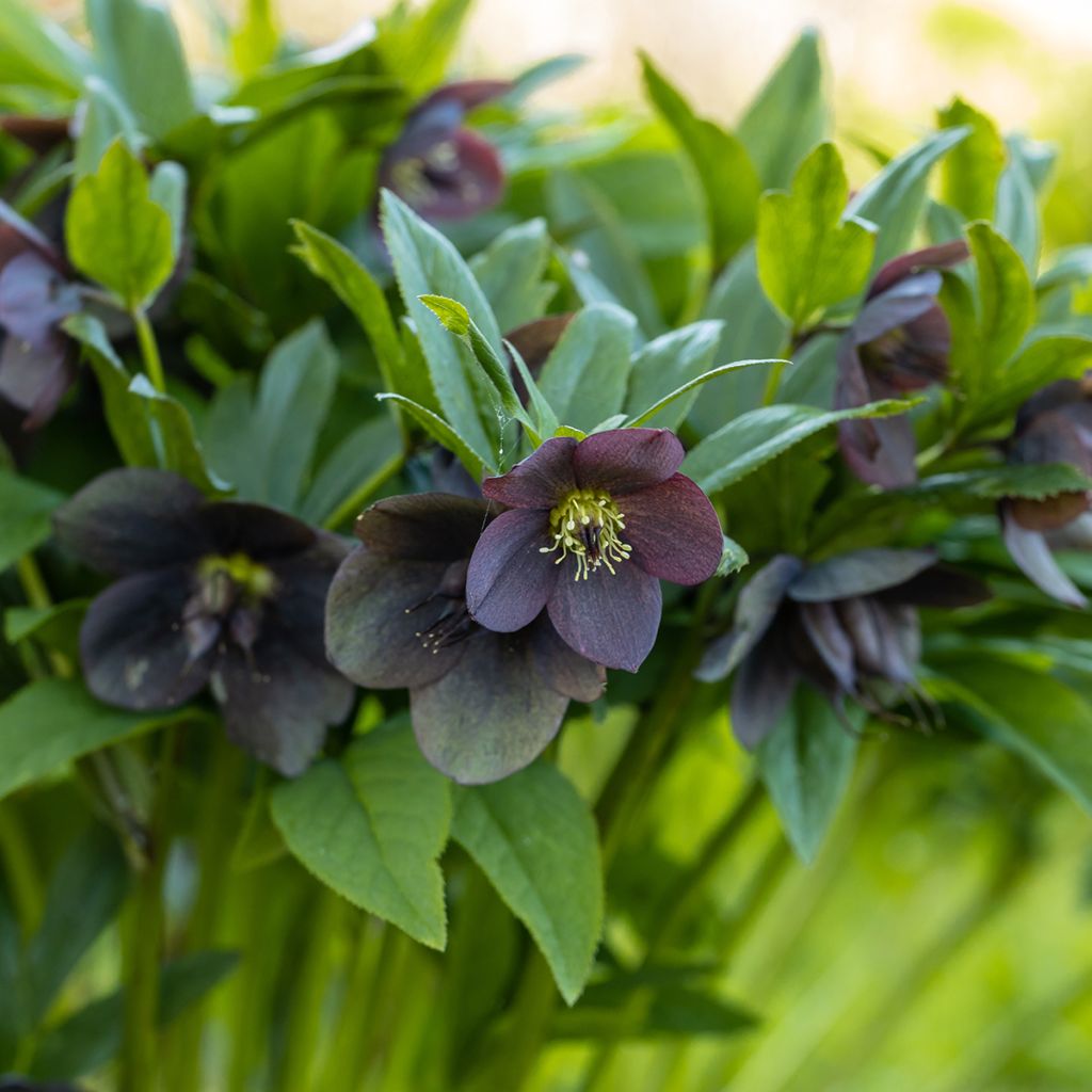 Eléboro oriental Black