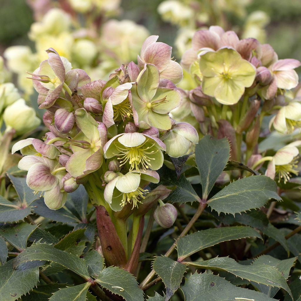 Eléboro de Stern - Helleborus sternii