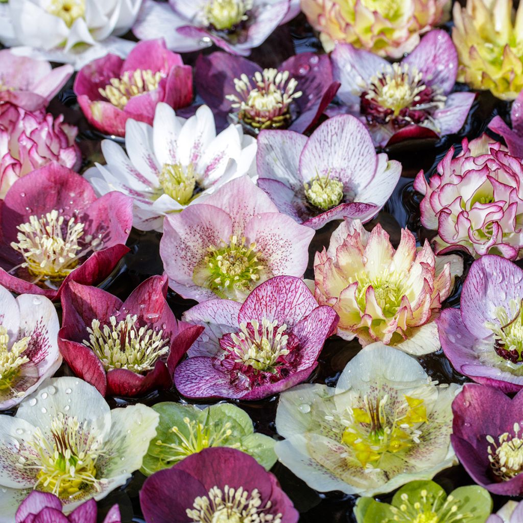 Helleborus Orientalis Mix