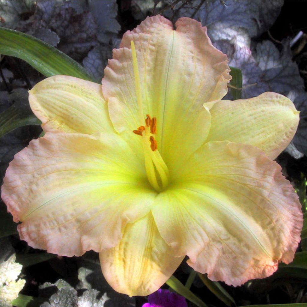 Hémérocalle Amy Stewart - Lis d'un Jour