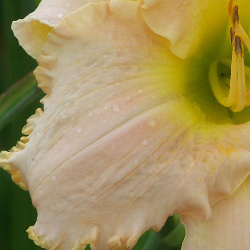 Hémérocalle Bel Air Dawn - Lis d'un Jour