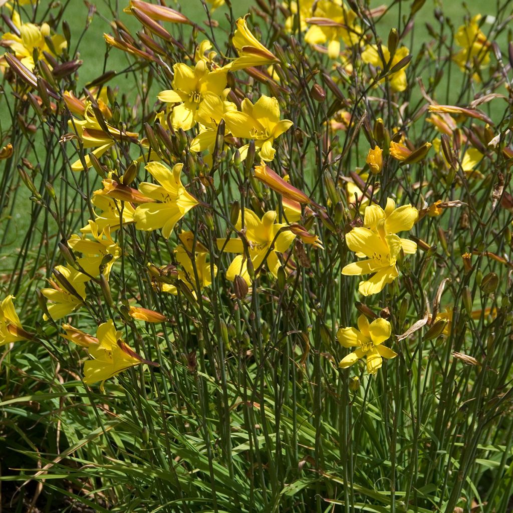 Hemerocallis Corky