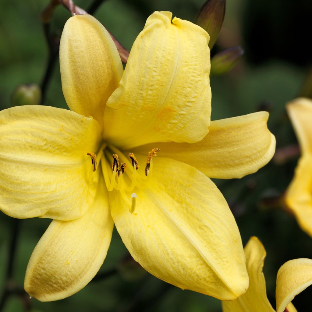 Hemerocallis Corky