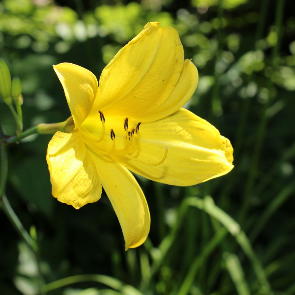 Hemerocallis Corky
