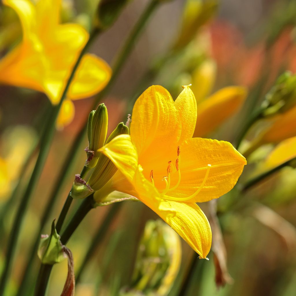 Hemerocallis Corky