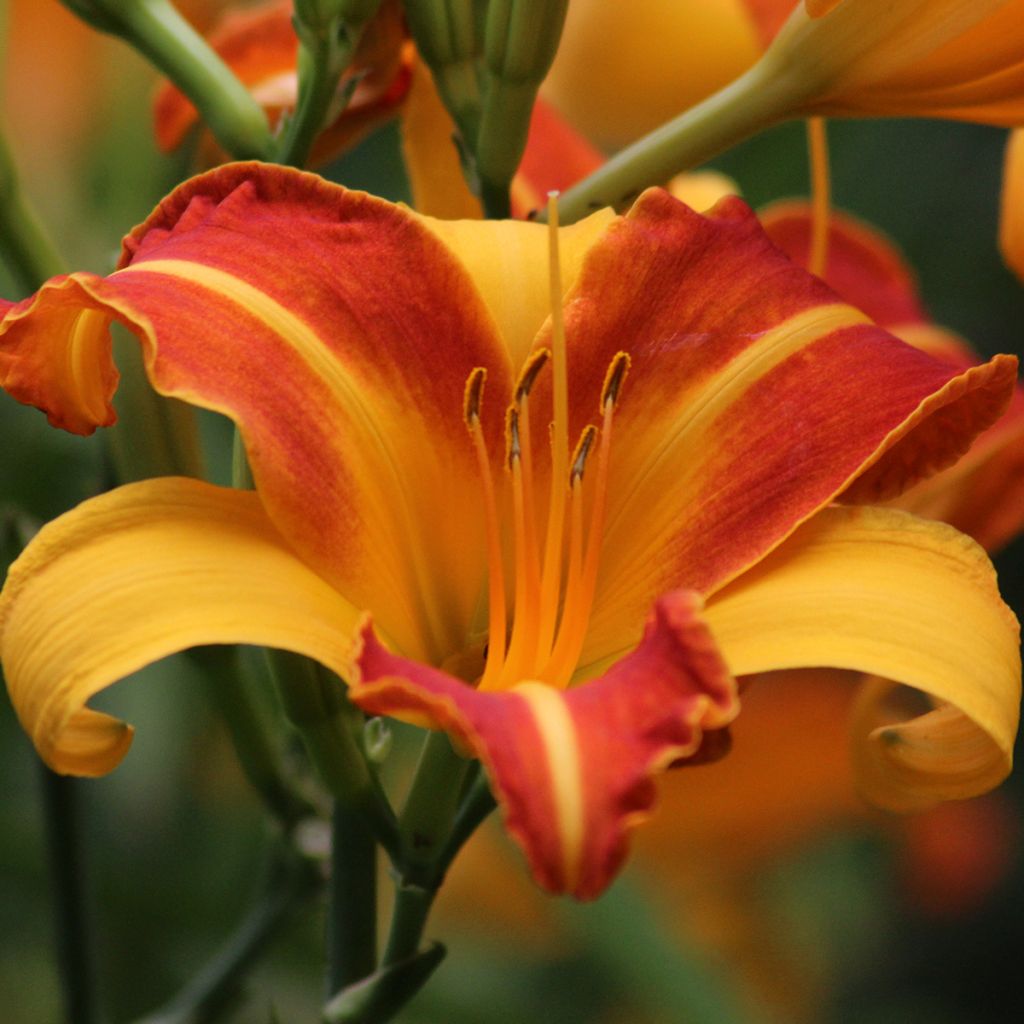 Hemerocallis Frans Hals