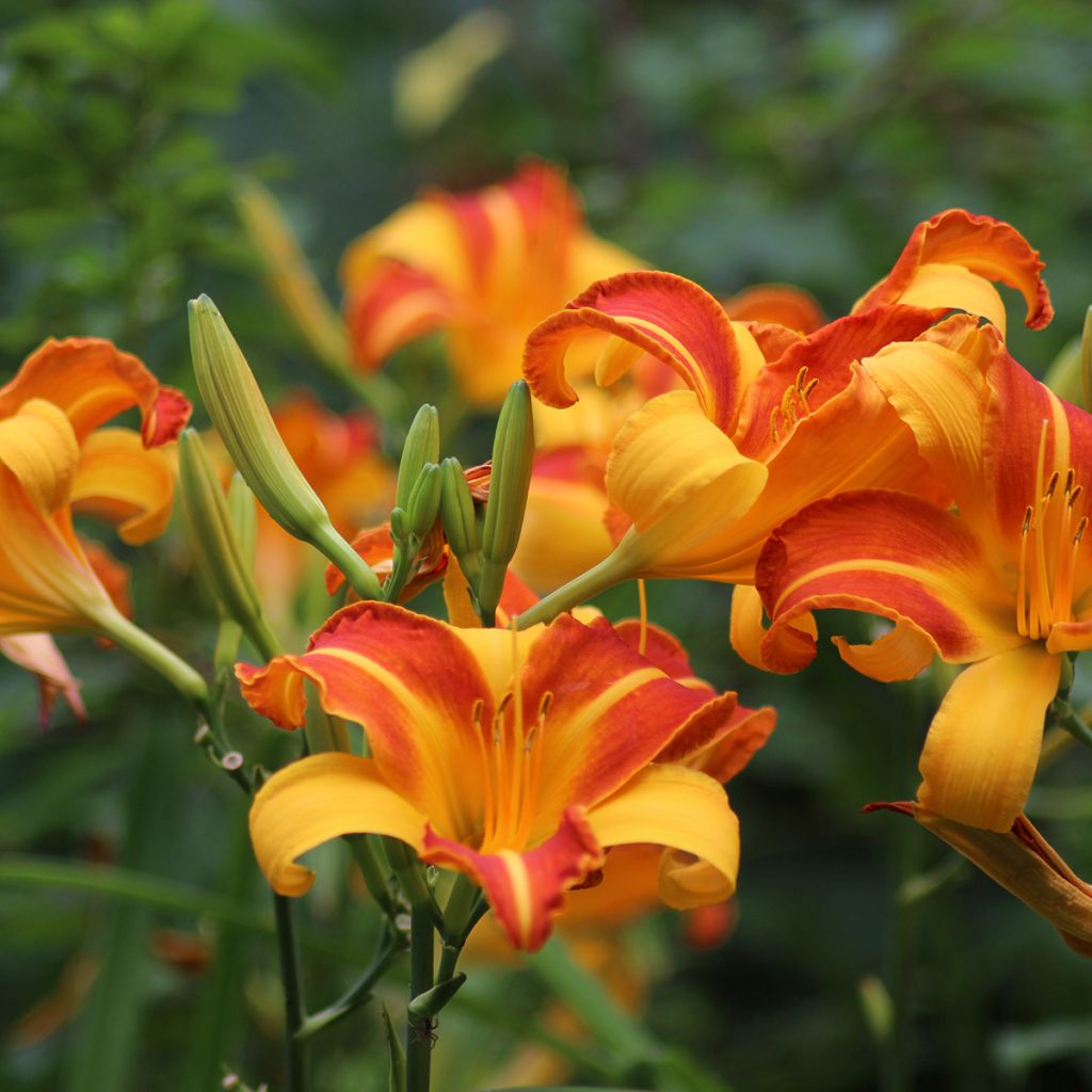 Hemerocallis Frans Hals