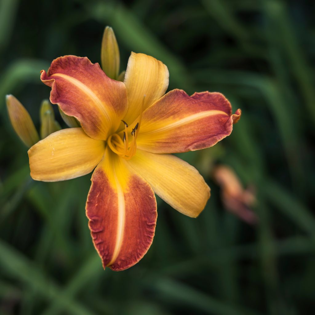Hemerocallis Frans Hals