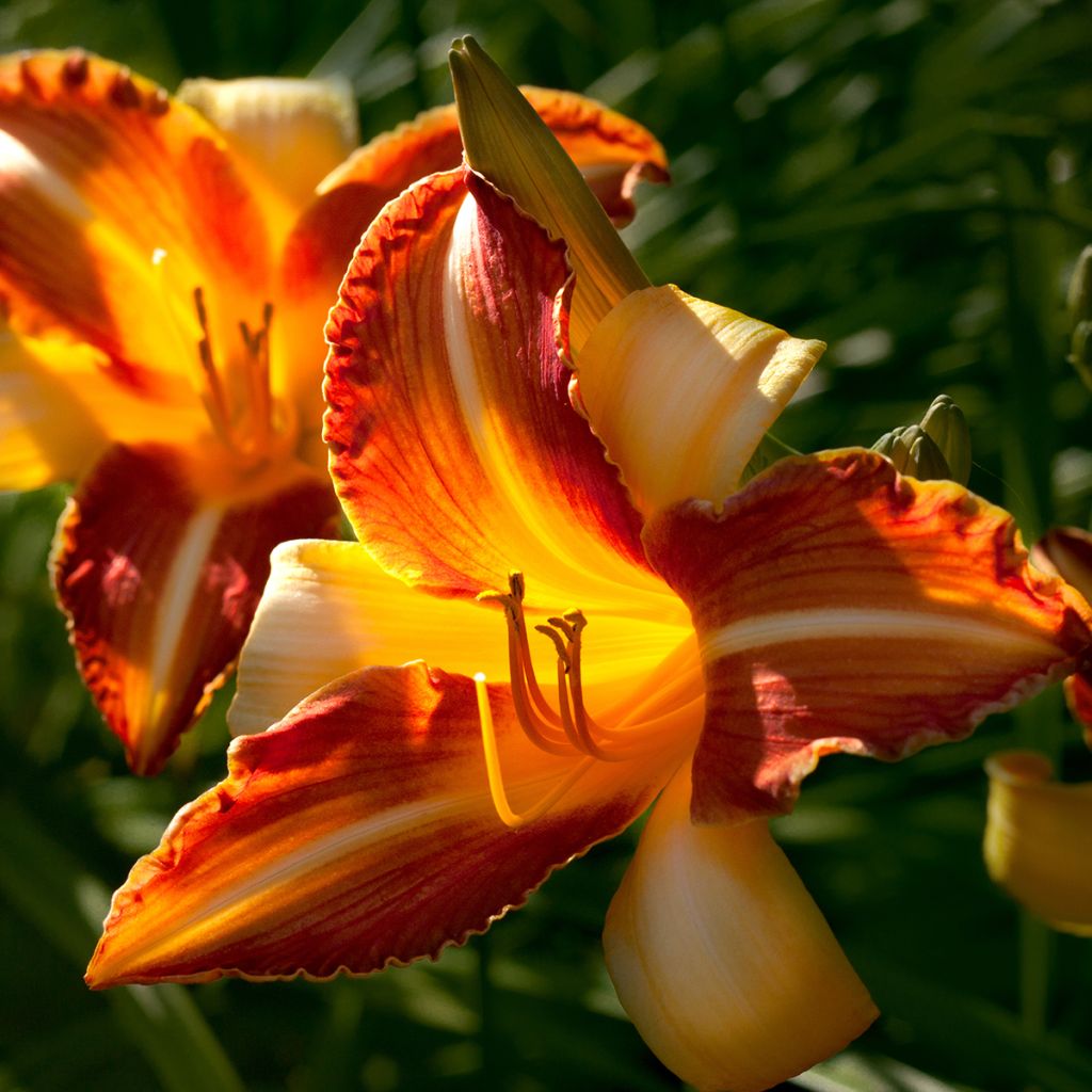Hemerocallis Frans Hals