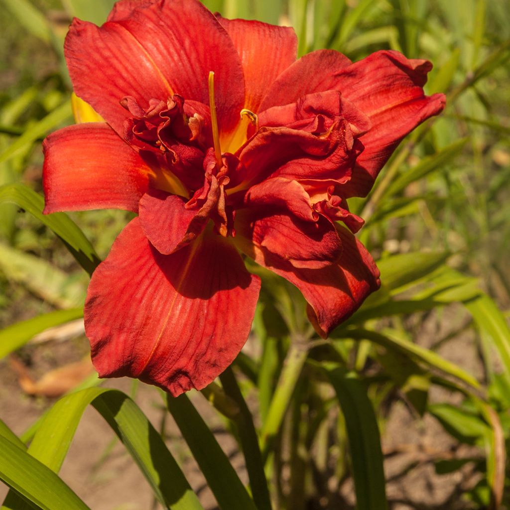 Hemerocallis Highland Lord