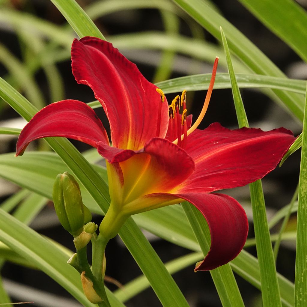 Hemerocallis Jolly Hearts