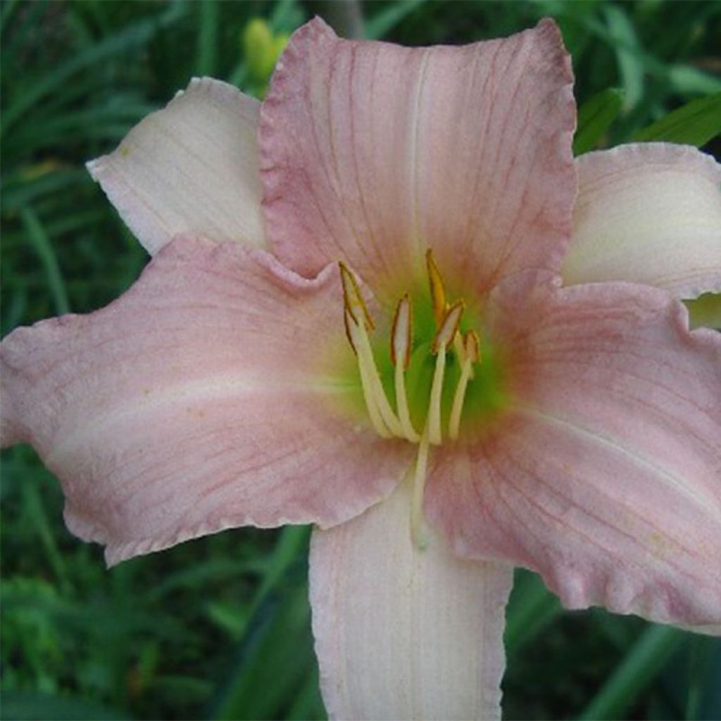 Hemerocallis Luxury Lace