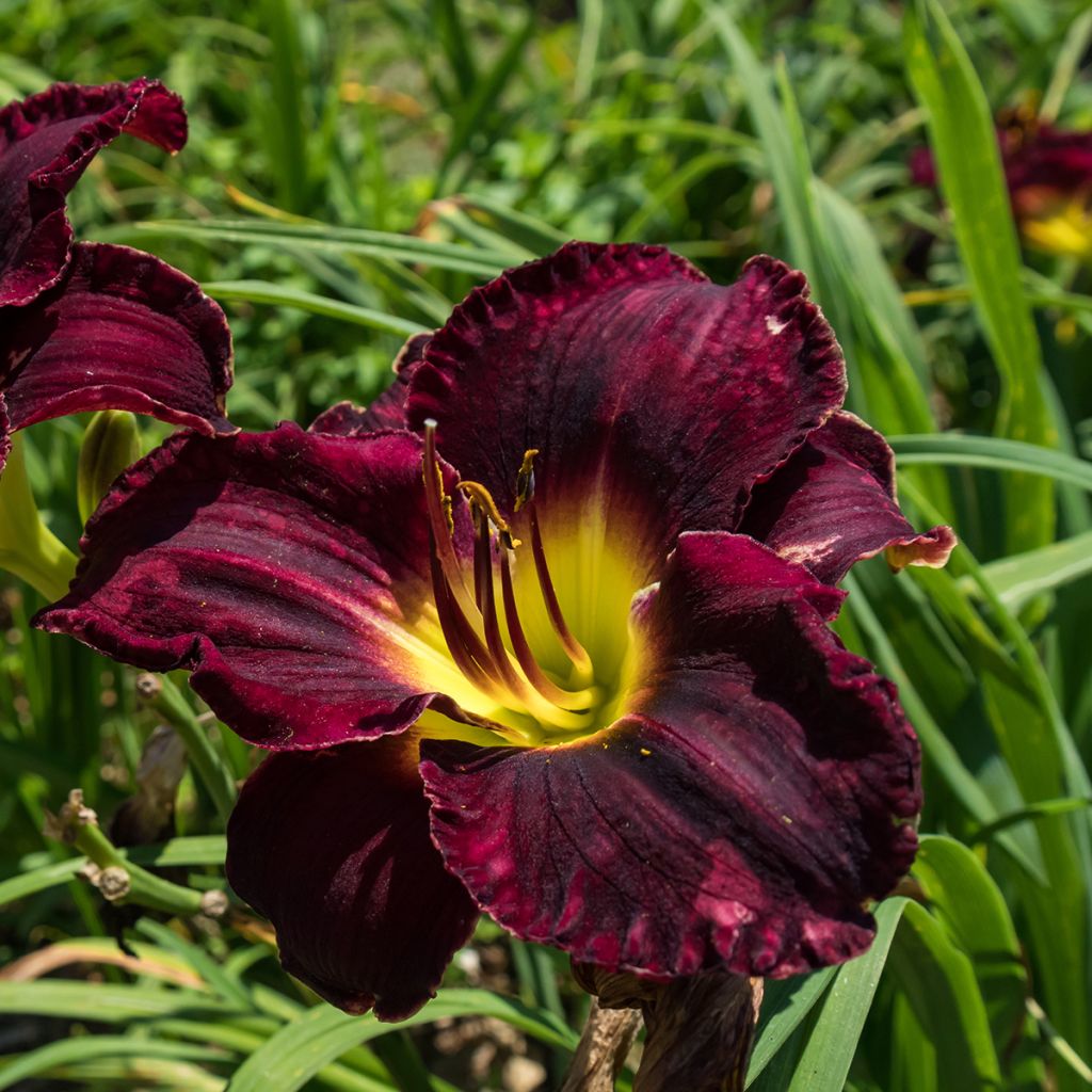 Hemerocallis Midnight Magic