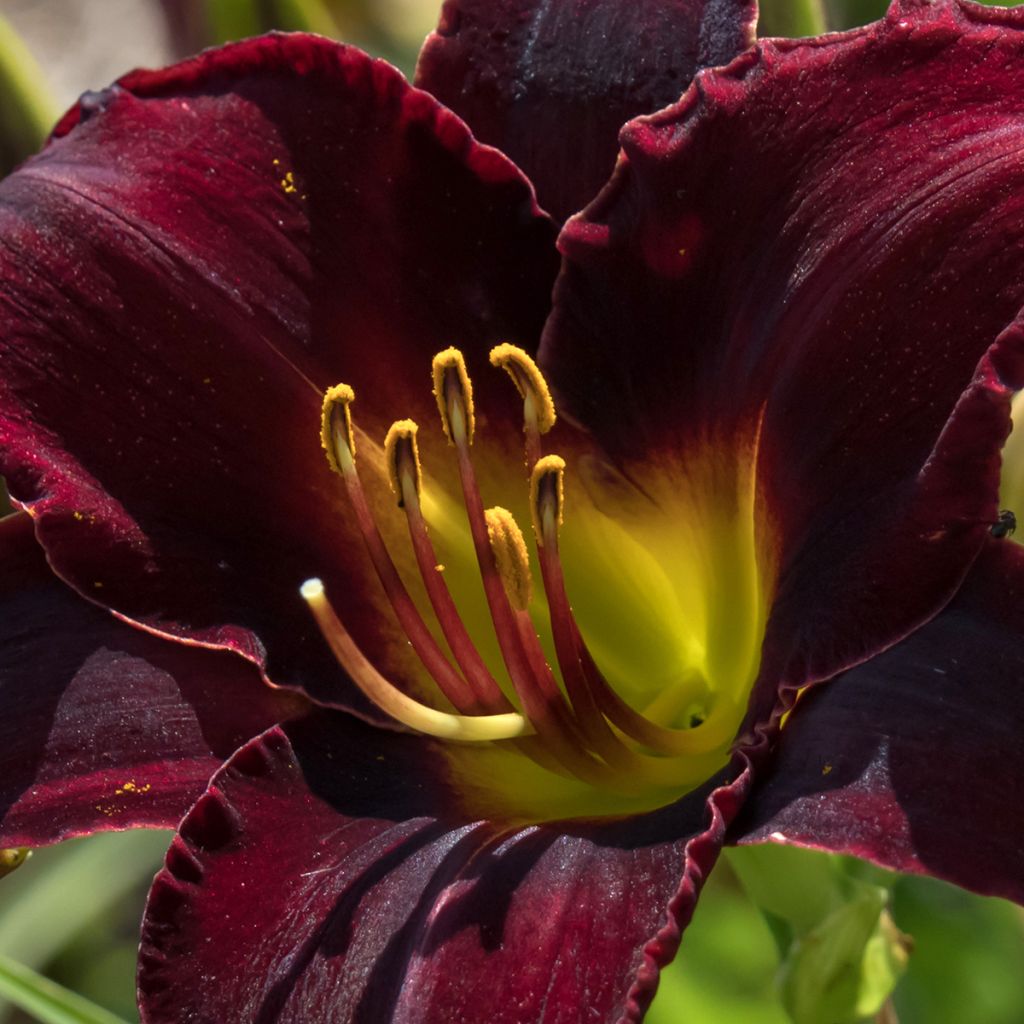 Hemerocallis Midnight Magic