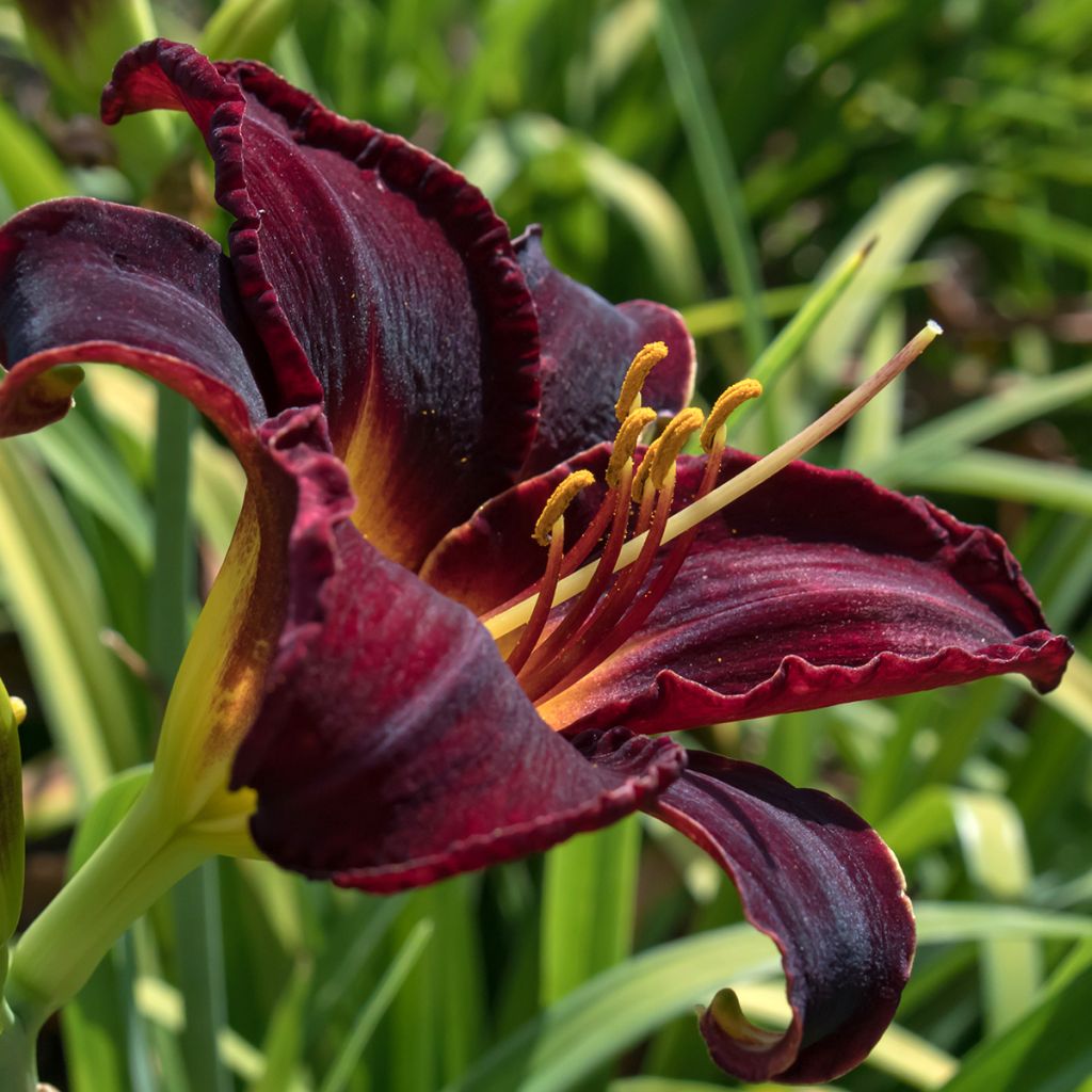 Hemerocallis Midnight Magic