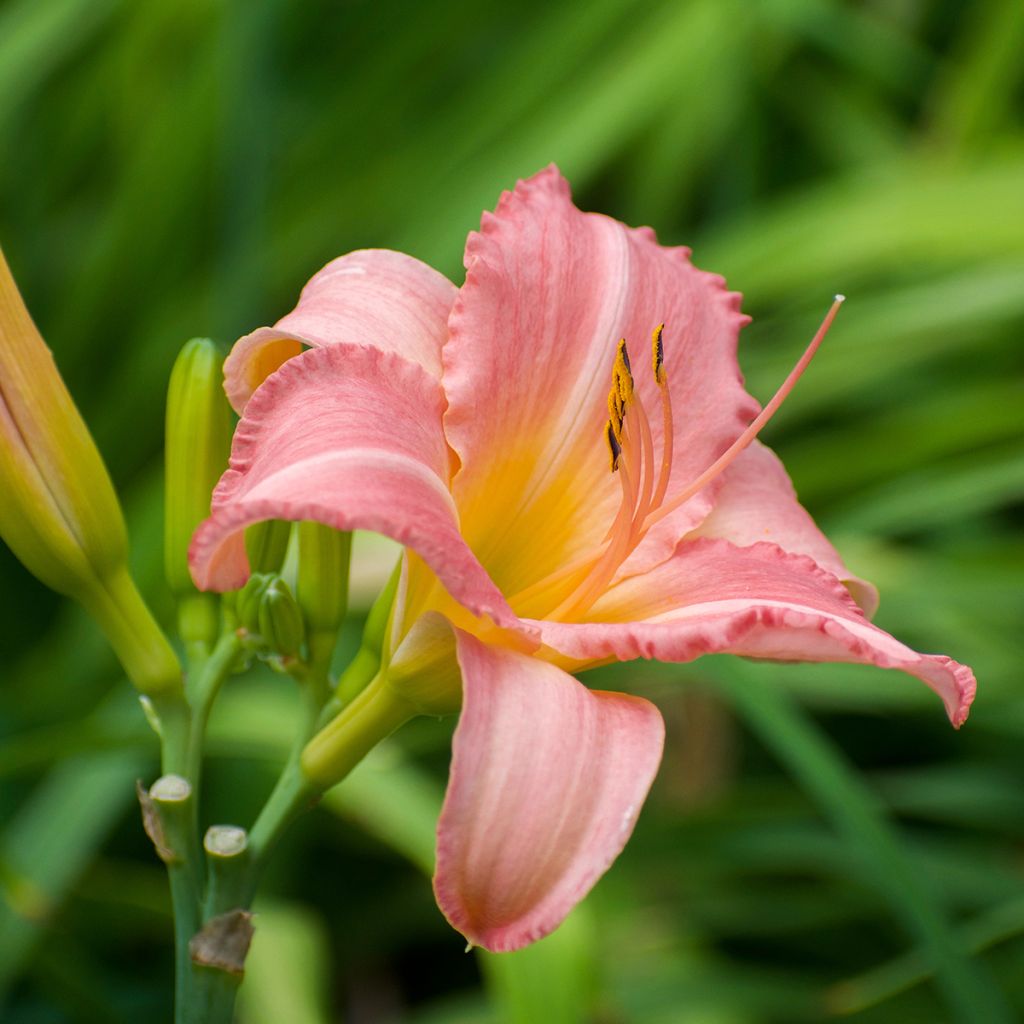 Hemerocallis Persian Market