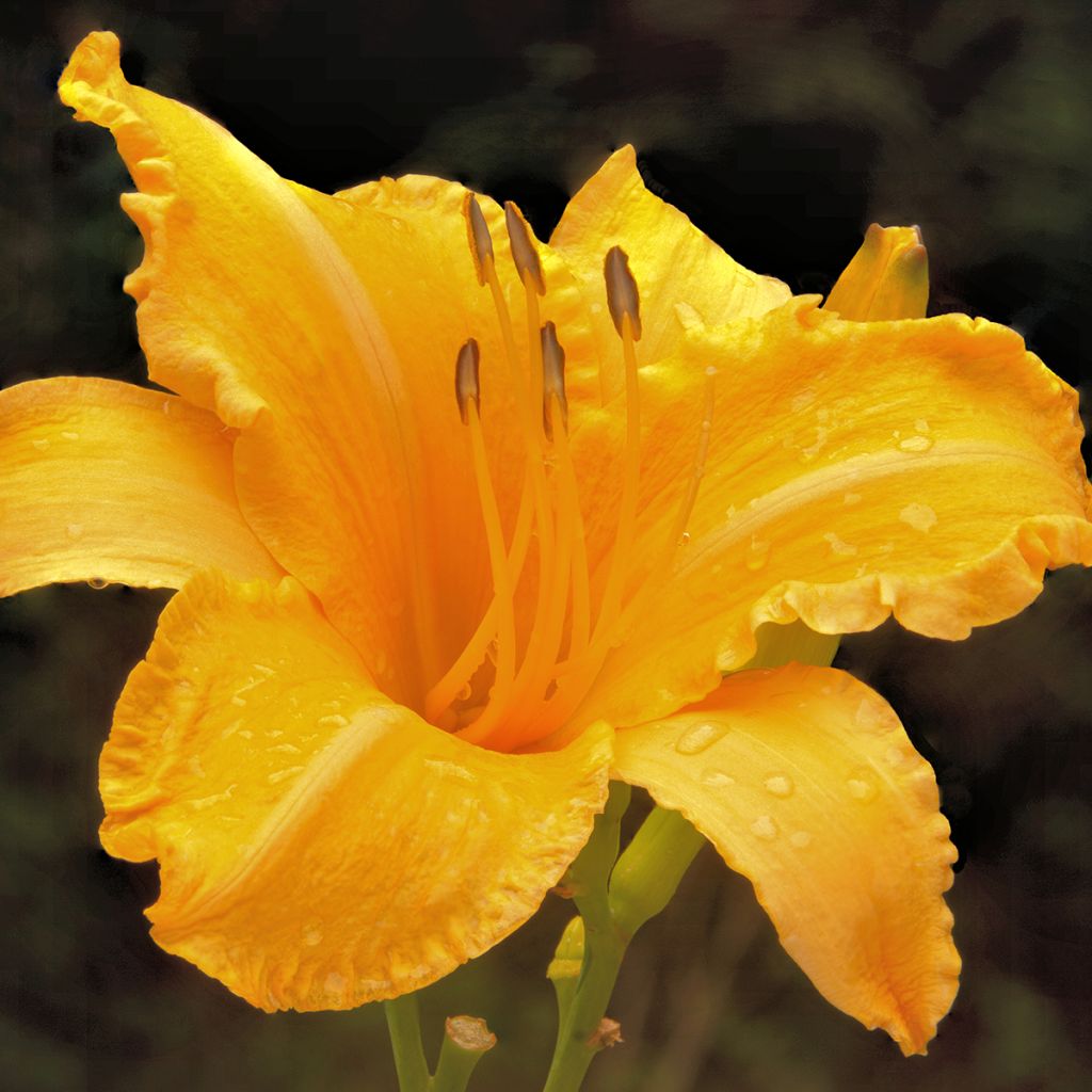 Hemerocallis Ruffled Apricot