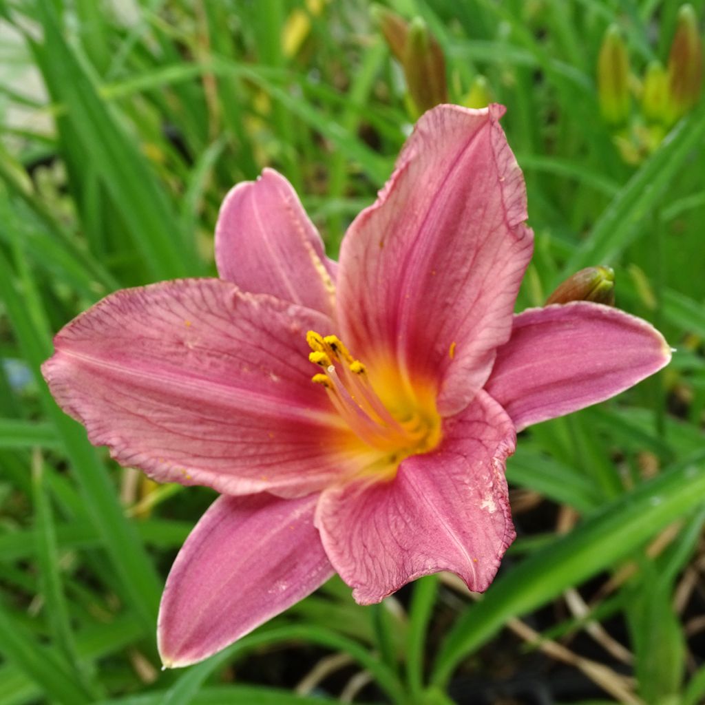 Hemerocallis Summer Wine