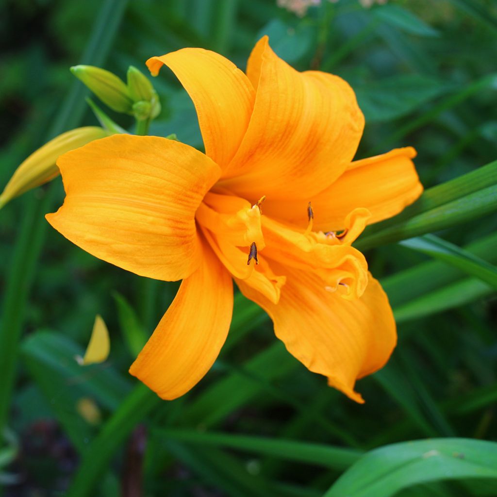 Hemerocallis Three Tears