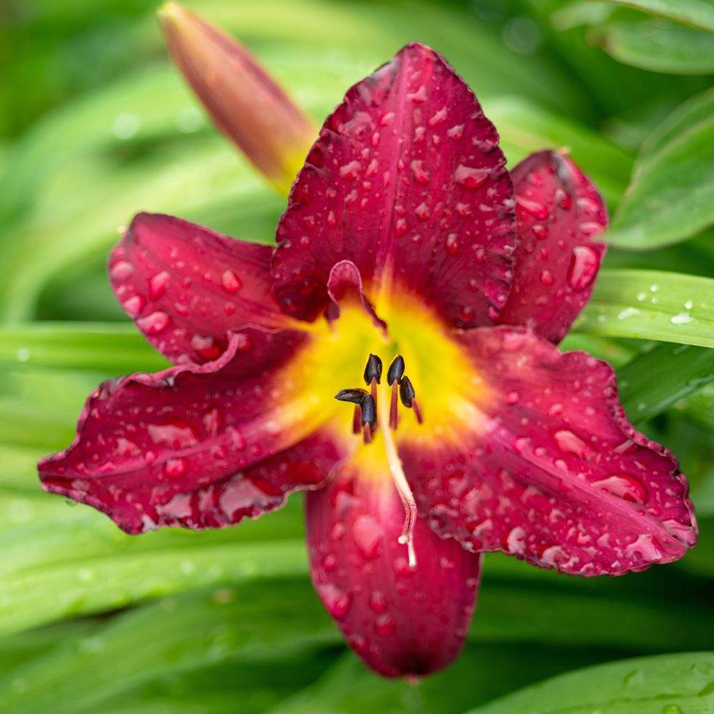Hemerocallis Vintage Bordeaux