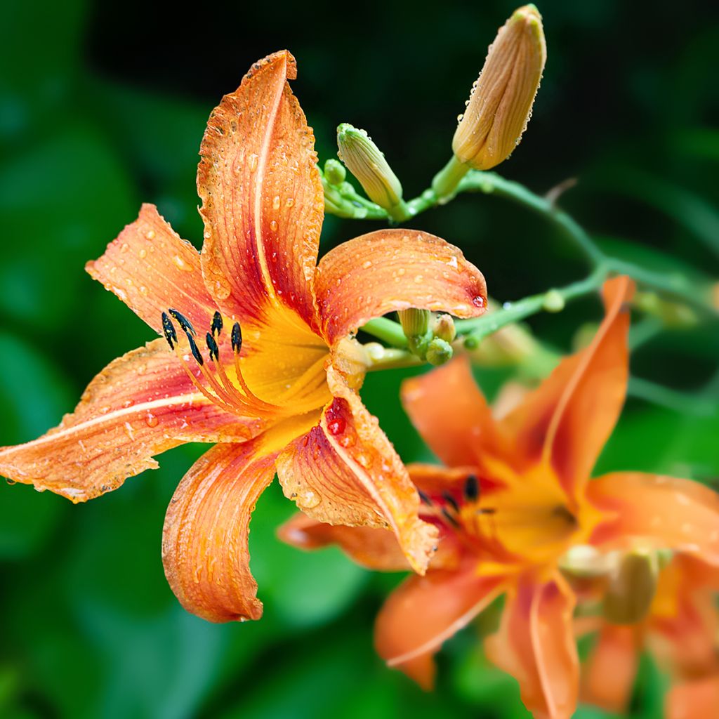 Hemerocallis fulva