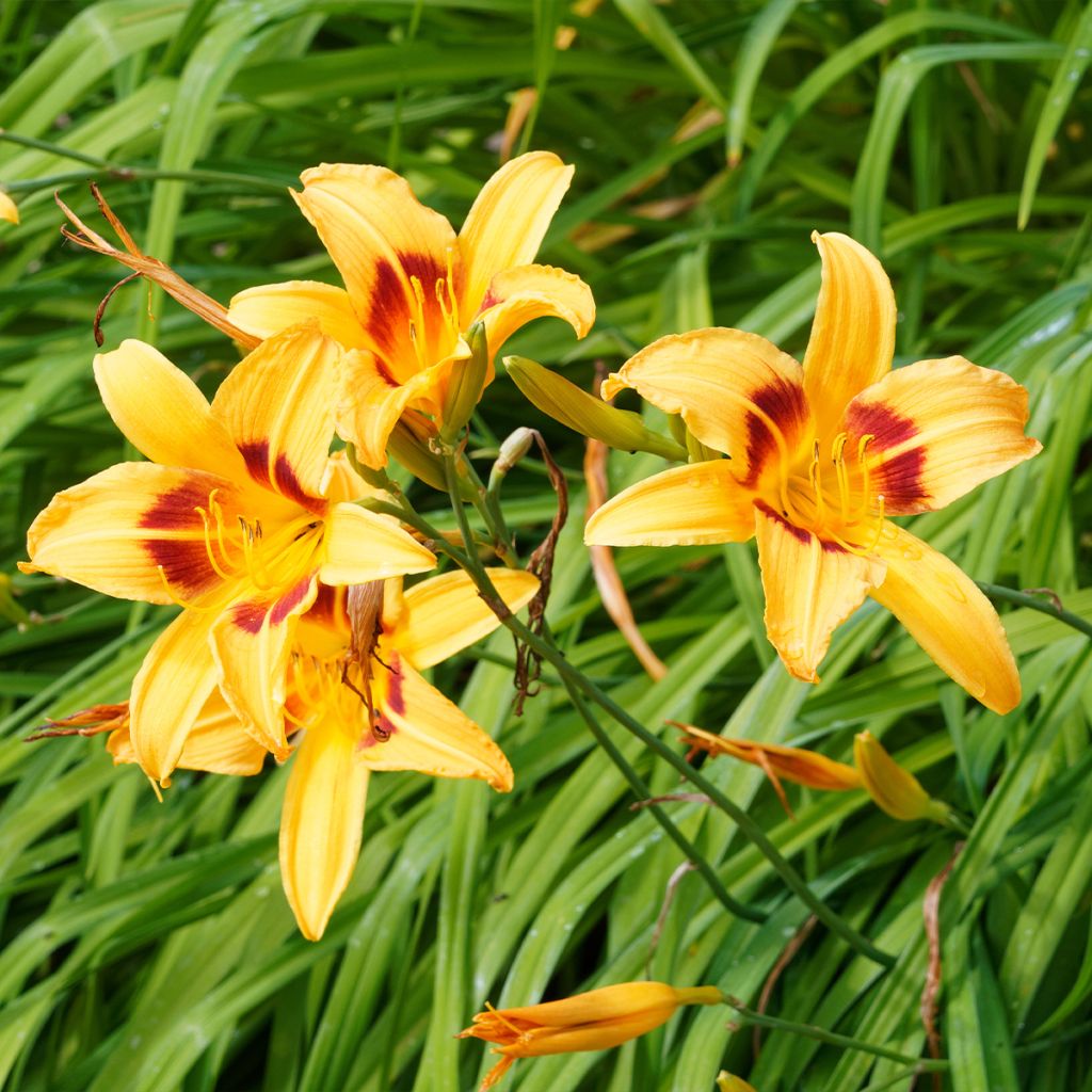 Hemerocallis Bonanza