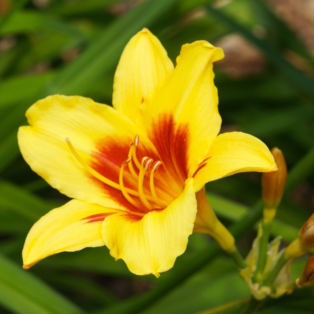 Hemerocallis Bonanza