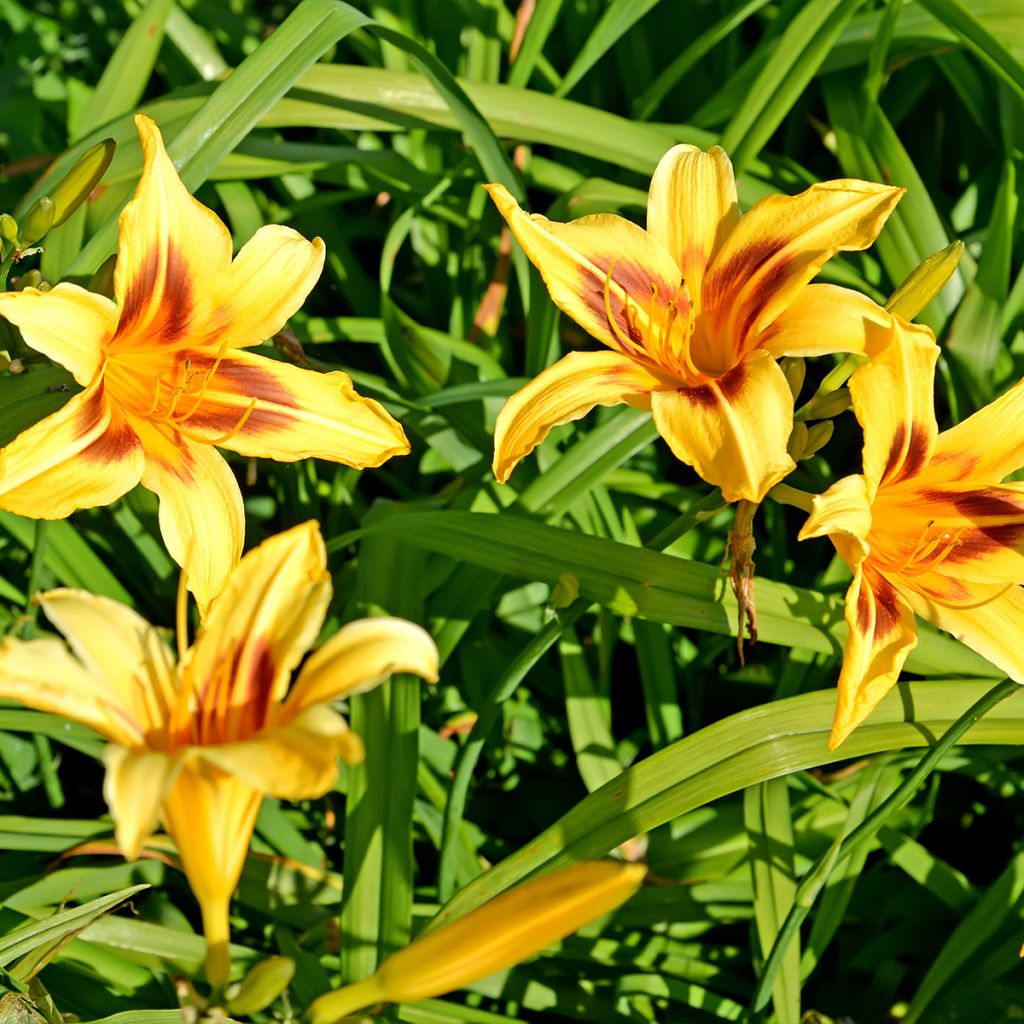 Hemerocallis Bonanza