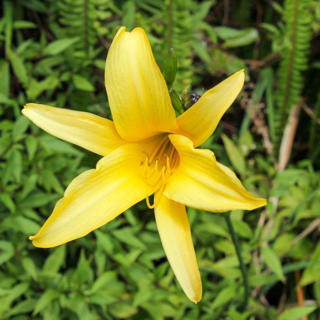 Hemerocallis lilioasphodelus