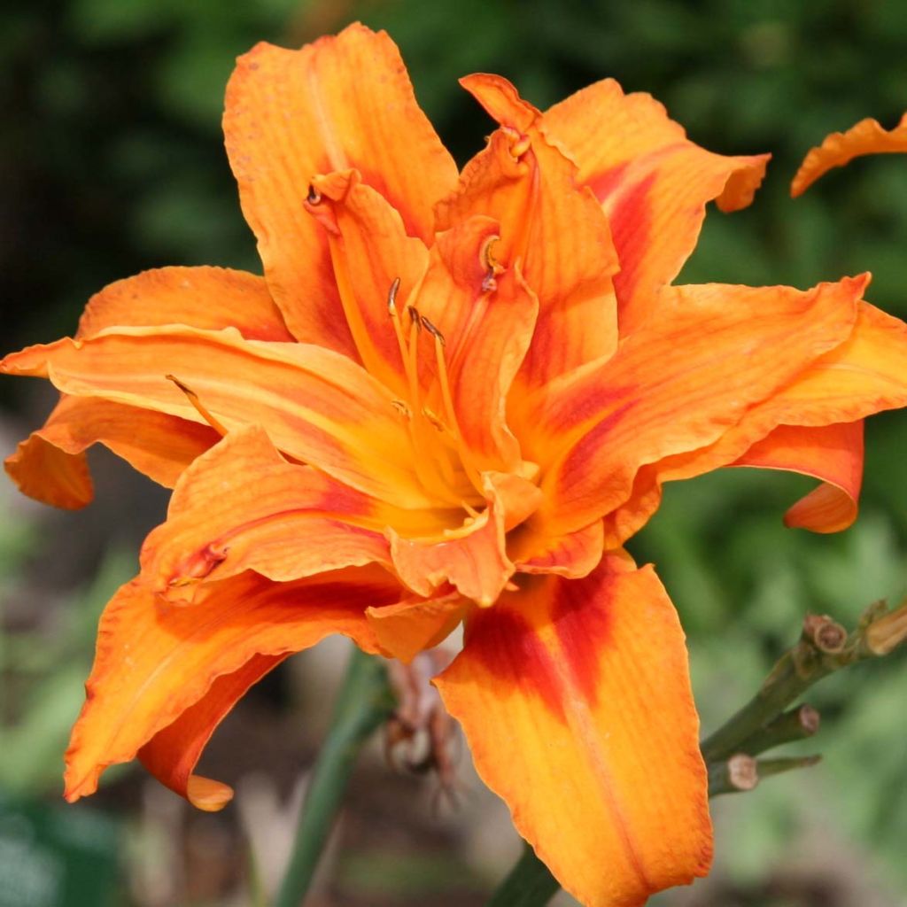 Hemerocallis fulva Flore Pleno