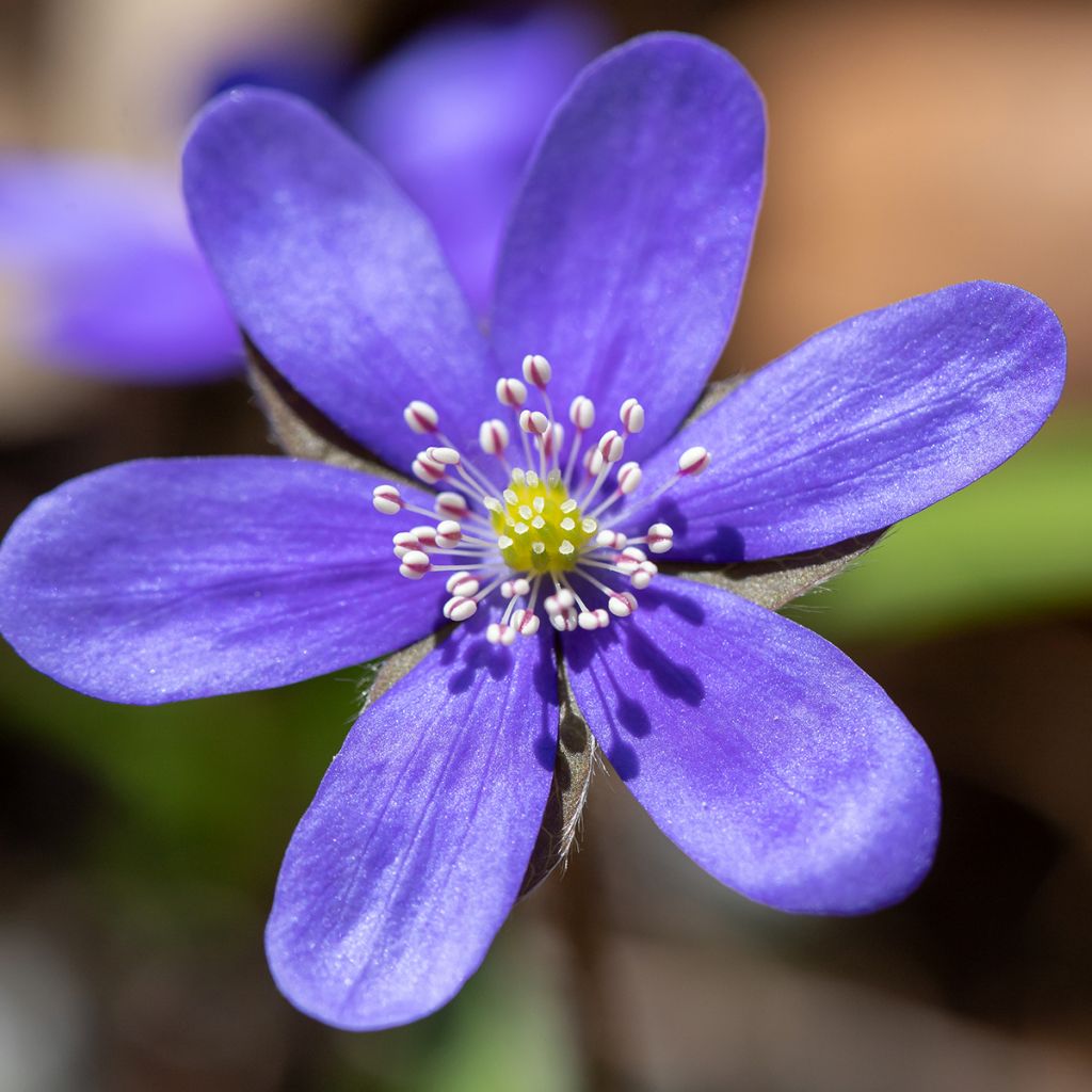 Hepatica nobilis - Hepática común