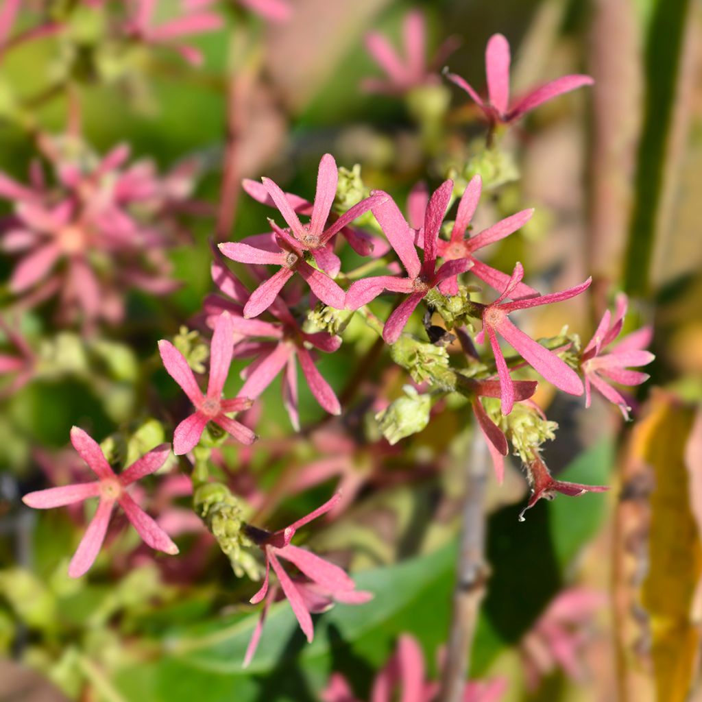 Flor de siete hijos Tianshan -Heptacodium miconioides