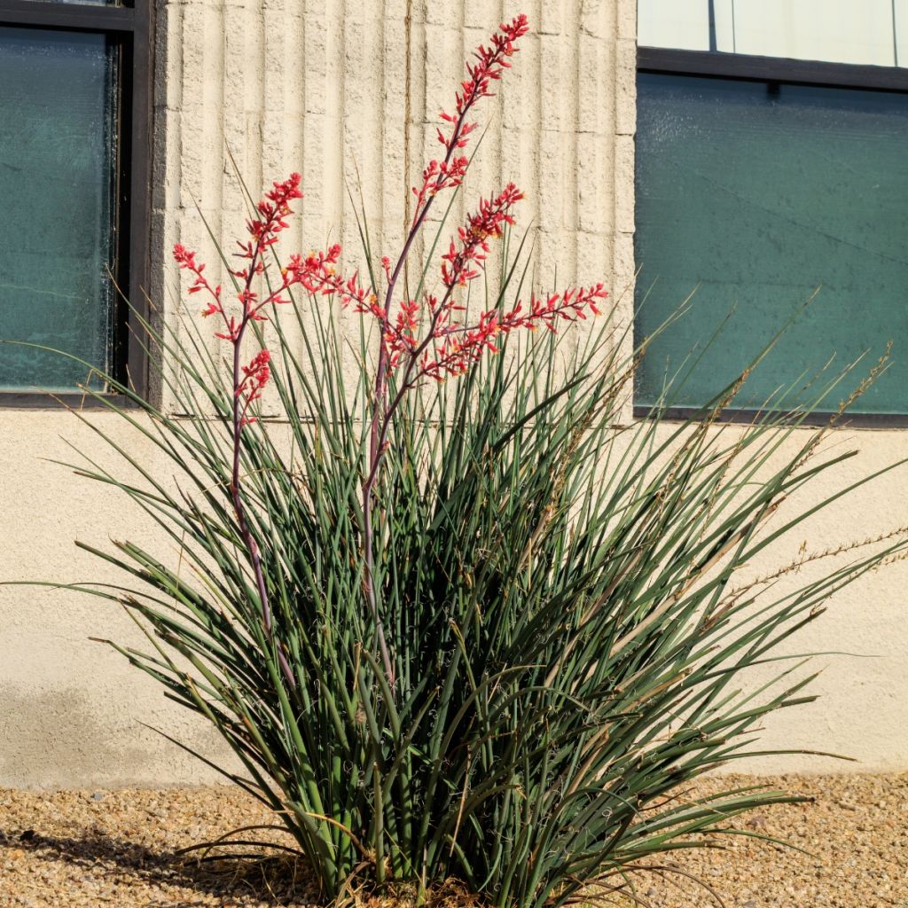 Hesperaloe parviflora Arizona Sunrise - Yuca Roja