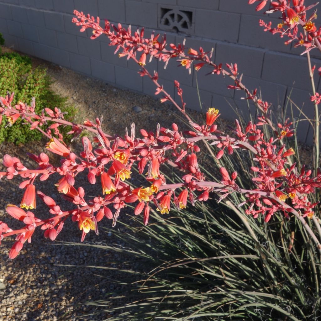 Hesperaloe parviflora Arizona Sunrise - Yuca Roja