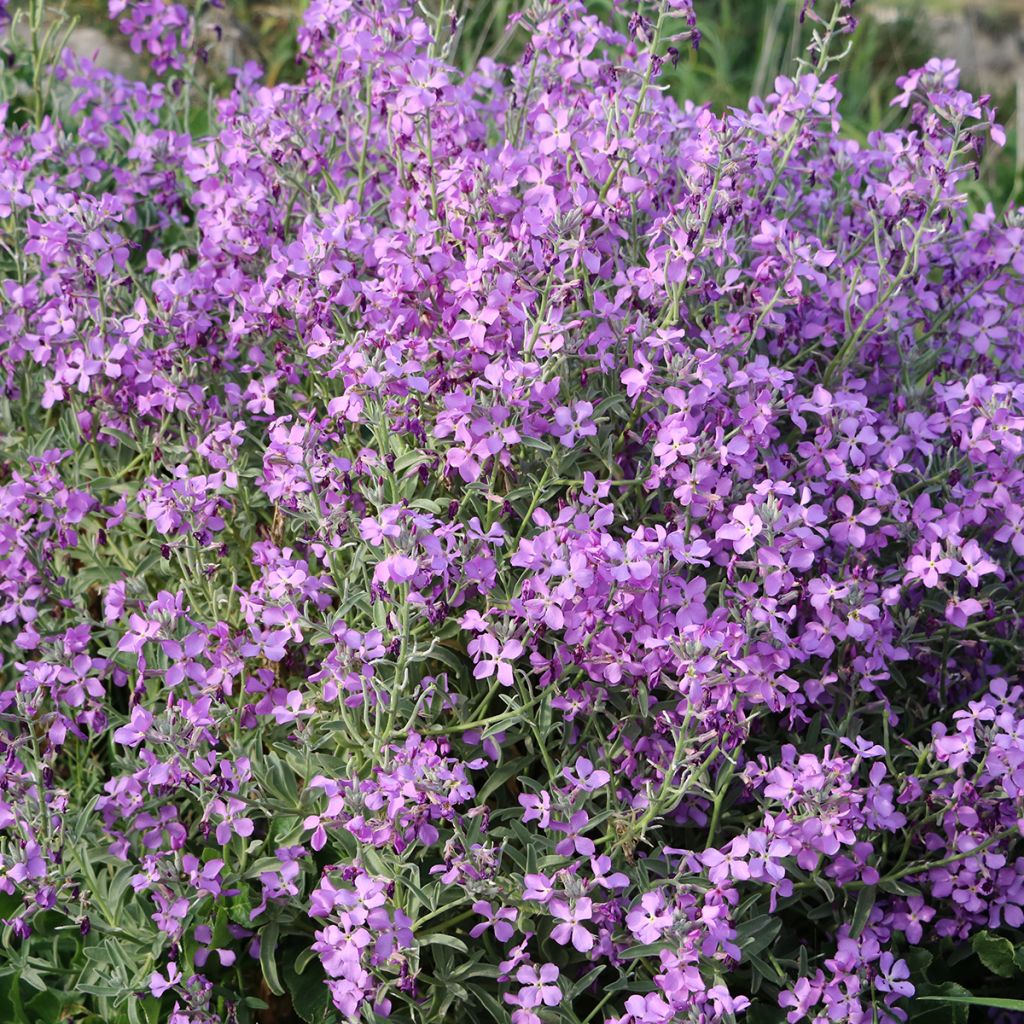 Violeta de los Jardines - Hesperis matronalis