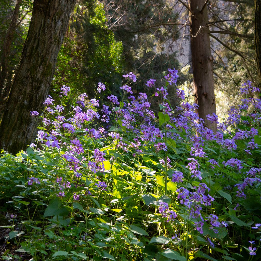 Violeta de los Jardines - Hesperis matronalis