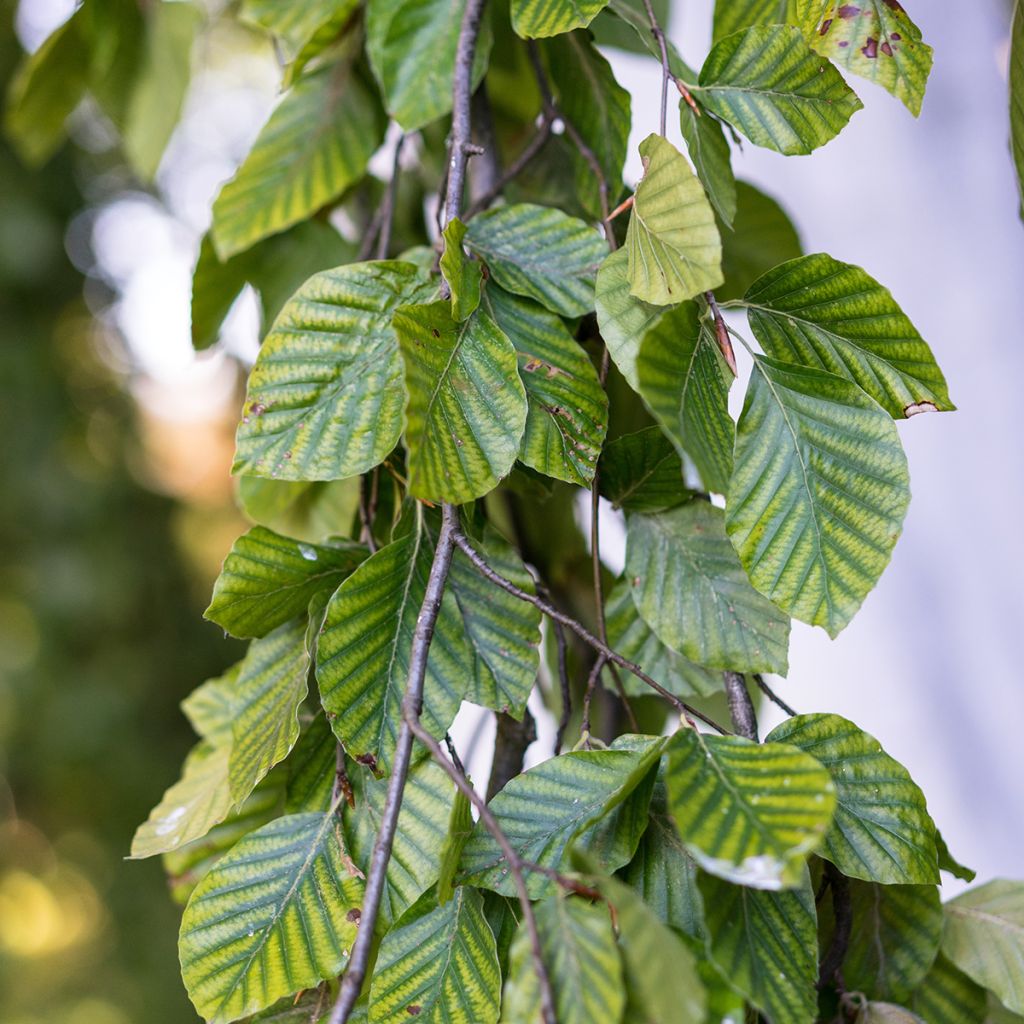 Fagus sylvatica Pendula - Haya llorona