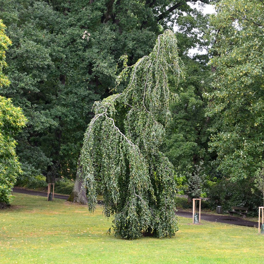 Fagus sylvatica Pendula - Haya llorona