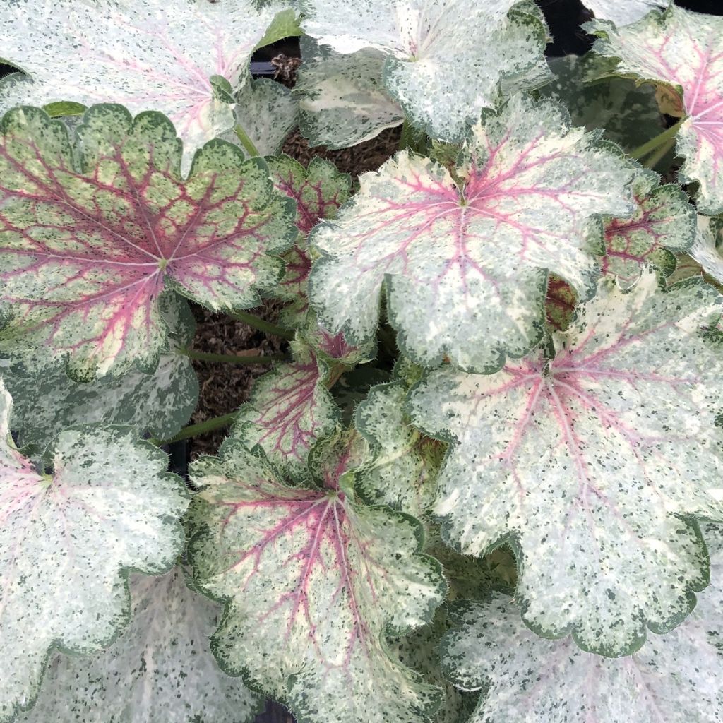 Heuchera Snowy Panky