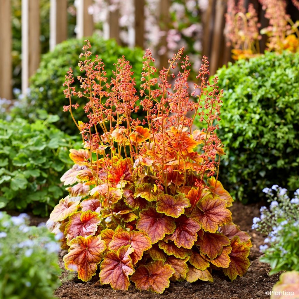 Heuchera Eternal Flame - Campana de coral