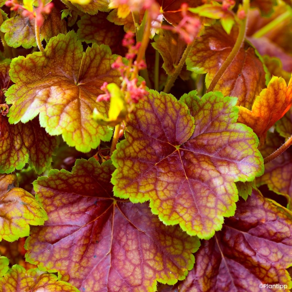 Heuchera Eternal Flame - Campana de coral